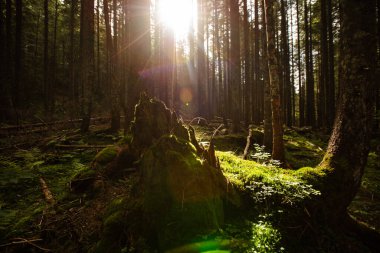 Güneş dağ ormanlarında, yosun kayaları arka planda.