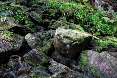 Ukrayna Karpatları 'ndaki Chornohora dağ sırasının manzarası