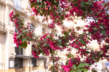 Lviv şehrinde çiçek açan laleler