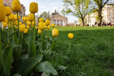 Lviv şehrinde çiçek açan laleler