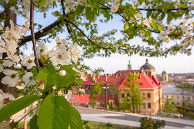 Lviv şehrinde çiçek açan laleler