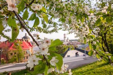 Lviv şehrinde çiçek açan laleler