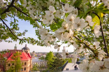 Lviv şehrinde çiçek açan laleler