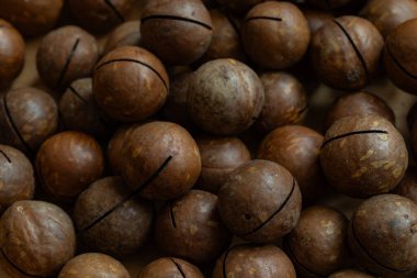 Tasarım amacı için soyulmamış macadamia fındık desenli arka plan