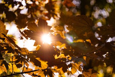 Güneş yaprakların arasından tasarım amaçlı geçiyor.