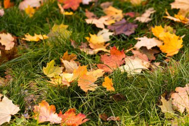 Tasarım amaçlı renkli sonbahar yapraklarının kapatılması