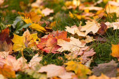 Tasarım amaçlı renkli sonbahar yapraklarının kapatılması