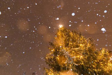 Lviv, Ukrayna - 10 Aralık 2024: Lviv Ulusal Operası yakınlarındaki Noel ağacı