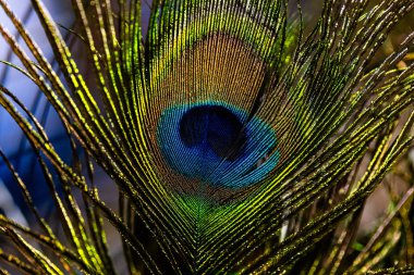 Tasarım amacı için tavus kuşu tüyü arkaplanının kapatılması