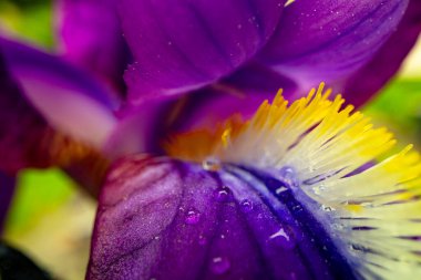 İris çiçeğinin kapanışı, tasarım amaçlı makro fotoğraf