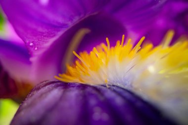 İris çiçeğinin kapanışı, tasarım amaçlı makro fotoğraf