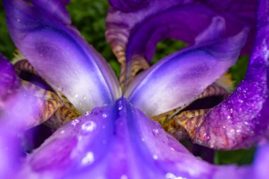 İris çiçeğinin kapanışı, tasarım amaçlı makro fotoğraf