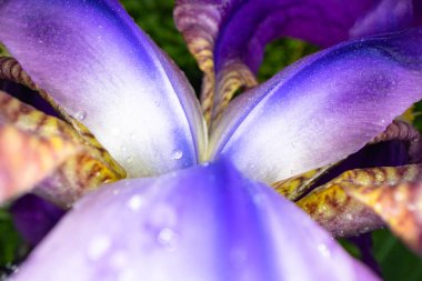 İris çiçeğinin kapanışı, tasarım amaçlı makro fotoğraf