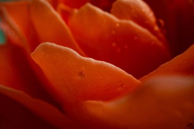 Gül çiçeğine yakın plan, makro fotoğraf tasarım amacı için