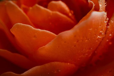 Gül çiçeğine yakın plan, makro fotoğraf tasarım amacı için