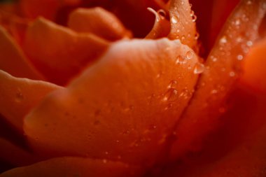 Gül çiçeğine yakın plan, makro fotoğraf tasarım amacı için