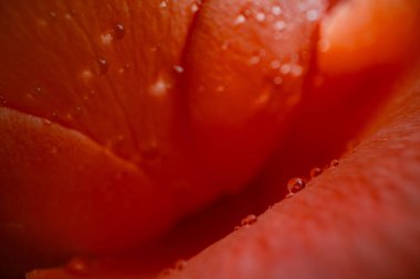 Gül çiçeğine yakın plan, makro fotoğraf tasarım amacı için