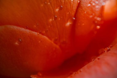 Gül çiçeğine yakın plan, makro fotoğraf tasarım amacı için