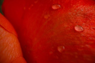 Gül çiçeğine yakın plan, makro fotoğraf tasarım amacı için