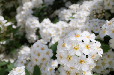 Tasarım amacıyla beyaz küçük çiçeklerin yakınlaştırılması