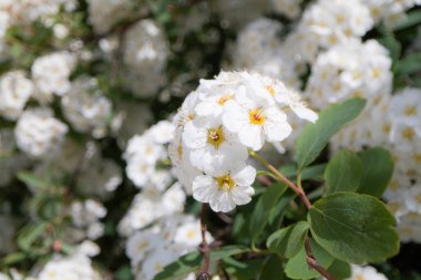 Tasarım amacıyla beyaz küçük çiçeklerin yakınlaştırılması