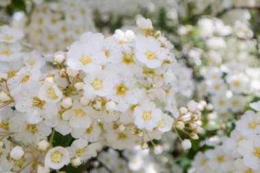 Tasarım amacıyla beyaz küçük çiçeklerin yakınlaştırılması