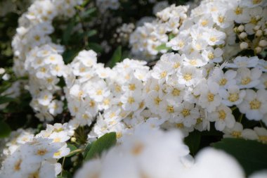 Tasarım amacıyla beyaz küçük çiçeklerin yakınlaştırılması