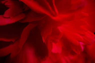 Gül çiçeğine yakın plan, makro fotoğraf tasarım amacı için