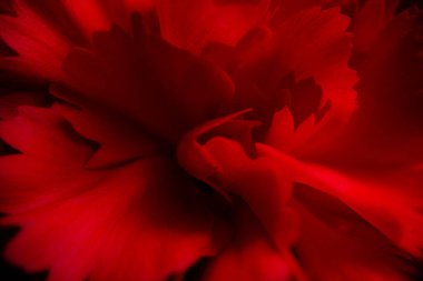 Gül çiçeğine yakın plan, makro fotoğraf tasarım amacı için