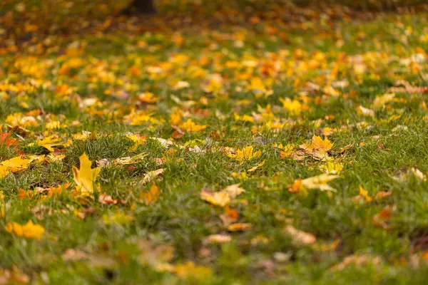 Park 'taki Yeşil Çimen Sahasına Sonbahar Yaprakları Dağıldı