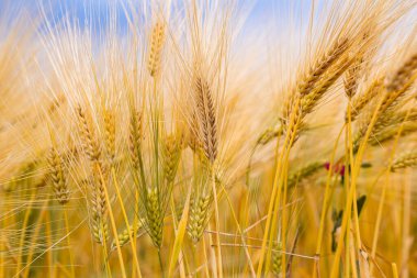 Altın Taneli Çiviler, Yakın çekim Alanı