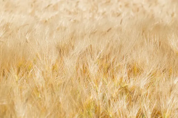 Altın Buğday Tarlası, Tarım Alanı