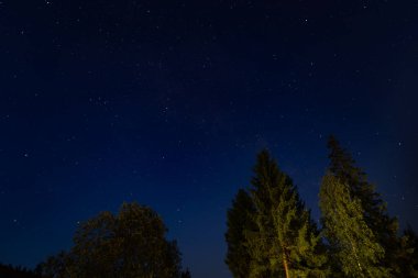 Samanyolu galaksisi karanlık bir ormanın üzerinde parlıyor..