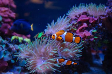 Anemone 'da iki palyaço balığı