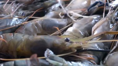 Buzda karides, Bangladeş 'teki markette buzda taze karides