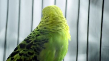 Kafesteki renkli aşk kuşu