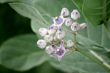 Kalotropinler devasa, süt yosunu, Hindistan yosunu.