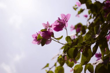Bahçedeki mavi gökyüzü arka planlı Bougainvillea çiçeği