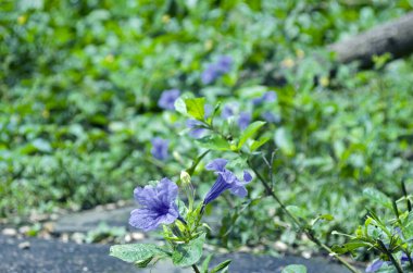 Bahçede mor çiçek, Bahçede mor çiçek