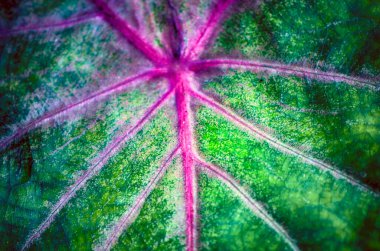 Bulanık arkaplan ile Caladium bicolor yaprağını kapat.