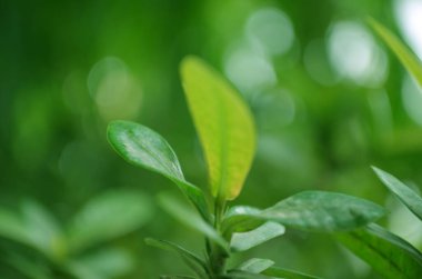 Bulanık doğa arka planında yeşil yapraklar. Sığ alan derinliği.