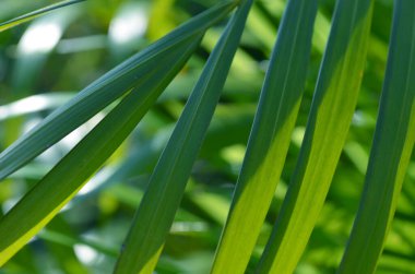 Bahçedeki yeşil palmiye yaprağını kapat. Doğal arkaplan.