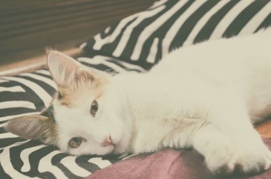 Pers beyaz kedisinin portresi 