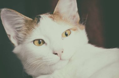 Pers beyaz kedisinin portresi 