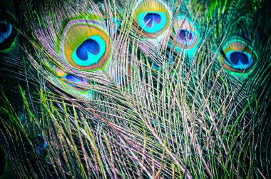 Tavus kuşu tüyü arka planı. Renkli tavus kuşu tüyleri arka plan.