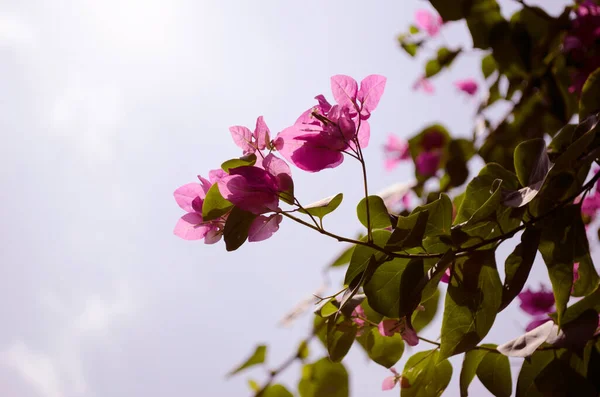 ブルースカイの背景を持つ庭の花ブーゲンビル — ストック写真