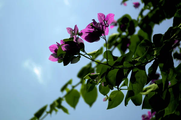 ブルースカイの背景を持つ庭の花ブーゲンビル — ストック写真