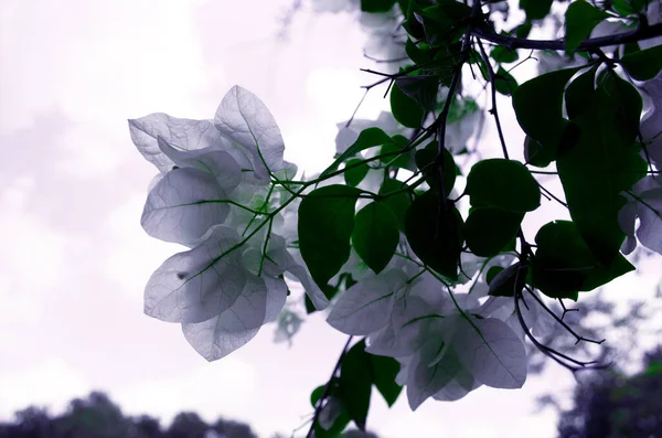 Квітка Бугенвіля Саду Вінтажний Стиль — стокове фото