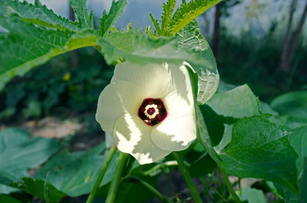 庭のオクラ植物の白い花の近くに — ストック写真