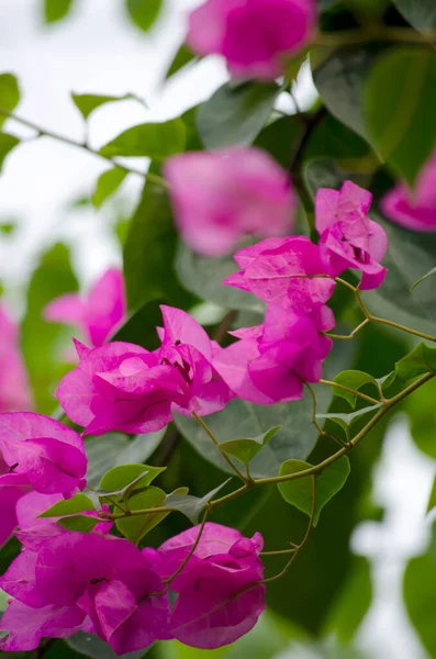 Roze Bougainvillea Bloemen Tuin Thailand — Stockfoto